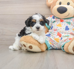 8 week old Havapoo Puppy For Sale - Lone Star Pups