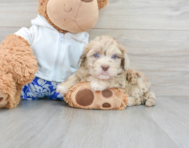 6 week old Havapoo Puppy For Sale - Lone Star Pups