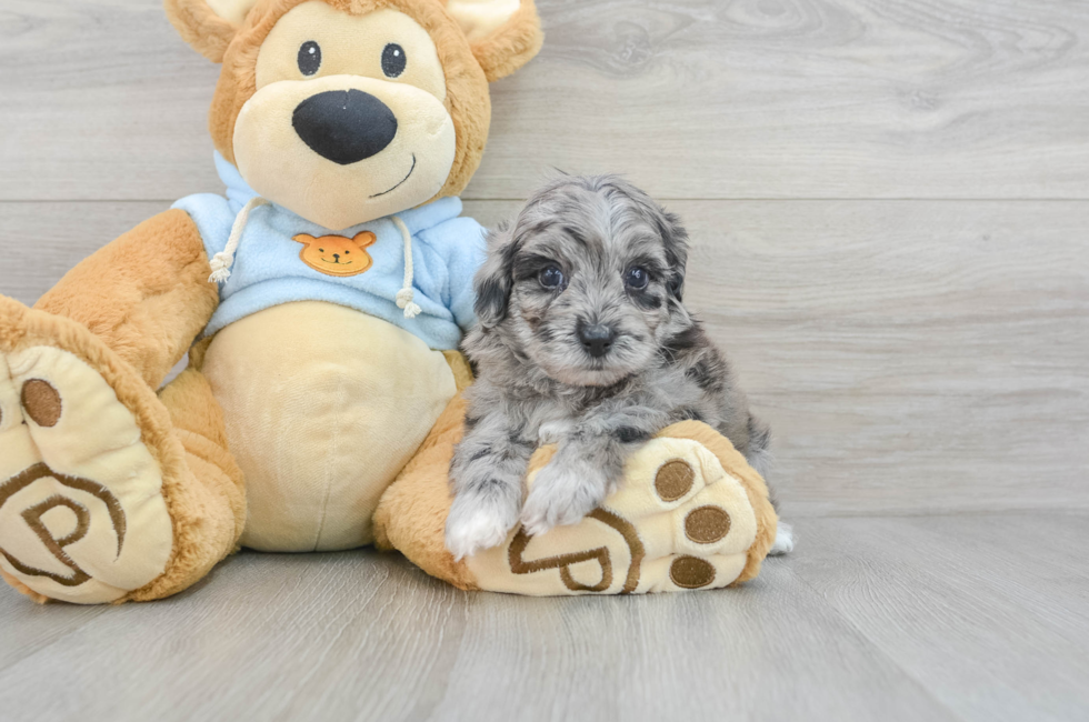 6 week old Havapoo Puppy For Sale - Lone Star Pups