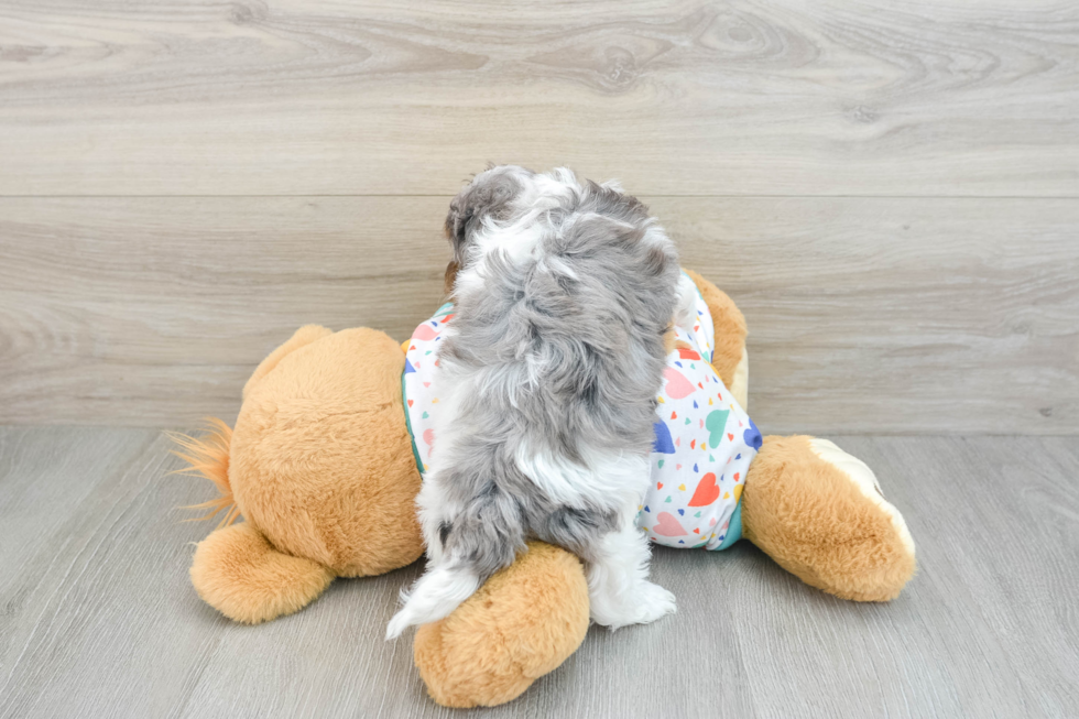 Little Havadoodle Poodle Mix Puppy