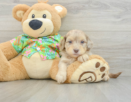 8 week old Havapoo Puppy For Sale - Lone Star Pups