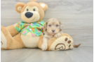 Smart Havapoo Poodle Mix Pup