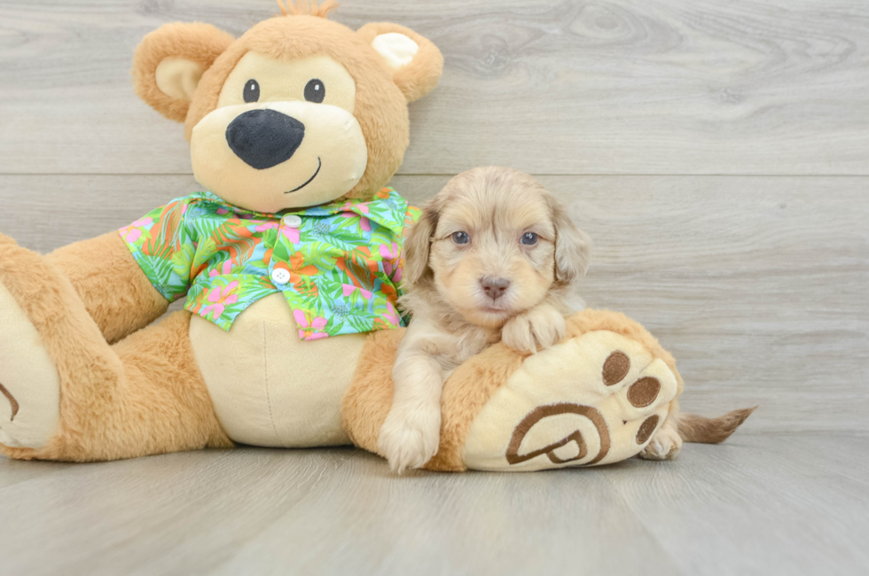 5 week old Havapoo Puppy For Sale - Lone Star Pups