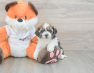 9 week old Havapoo Puppy For Sale - Lone Star Pups