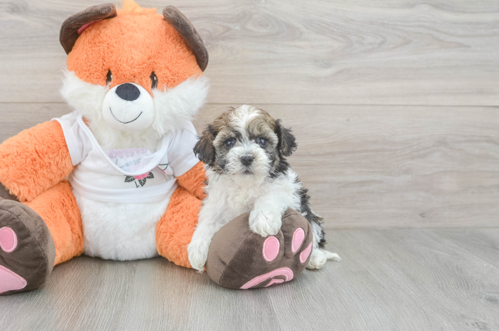 5 week old Havapoo Puppy For Sale - Lone Star Pups