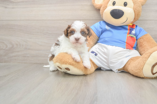 5 week old Havapoo Puppy For Sale - Lone Star Pups Havapoo Puppy for Adoption
