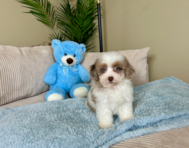 9 week old Havapoo Puppy For Sale - Lone Star Pups