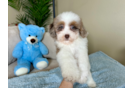 Cute Havadoodle Poodle Mix Puppy