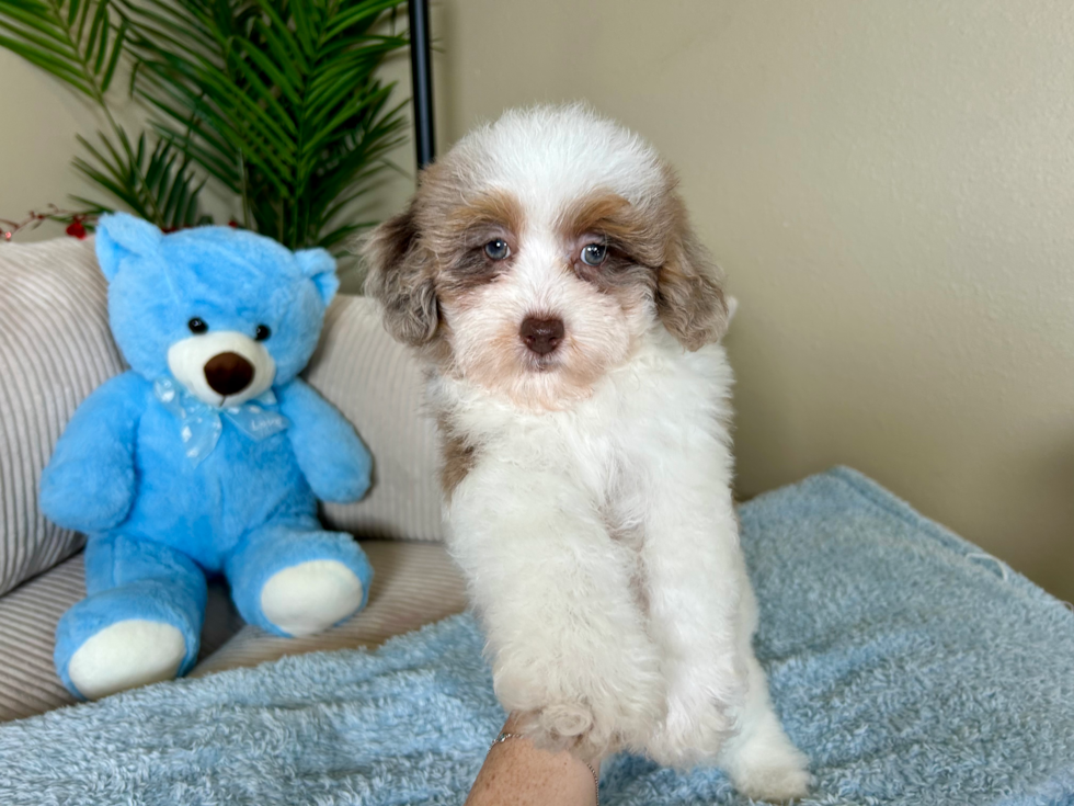 Cute Havadoodle Poodle Mix Puppy