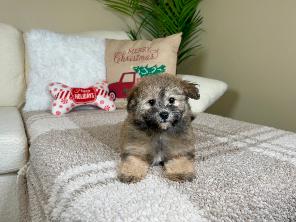 Havapoo Puppy for Adoption