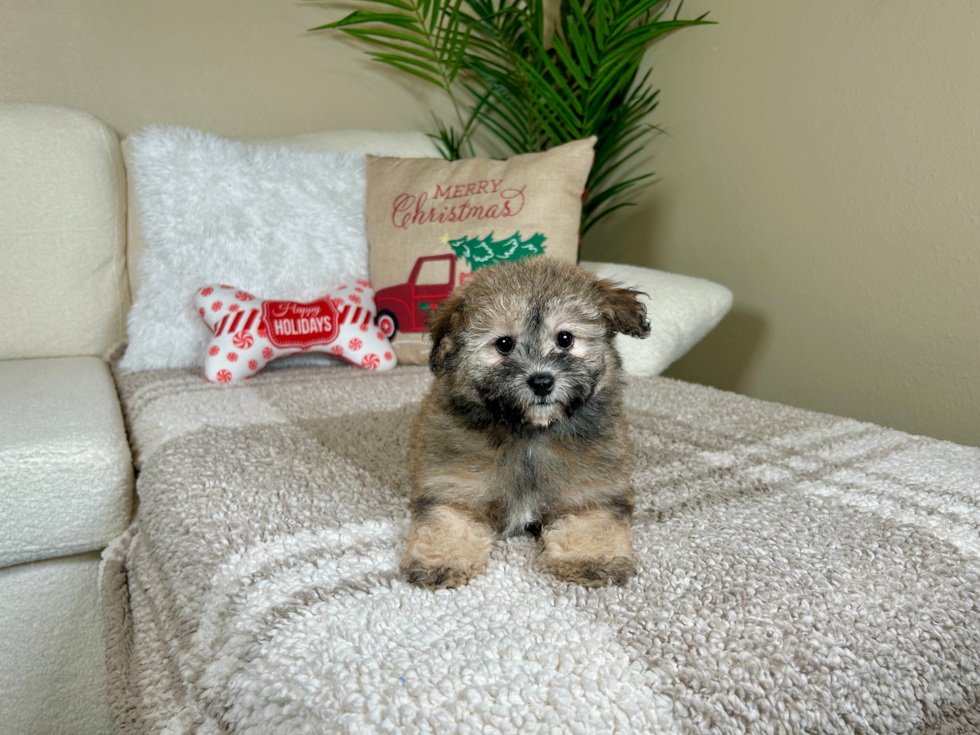 Cute Havadoodle Poodle Mix Puppy