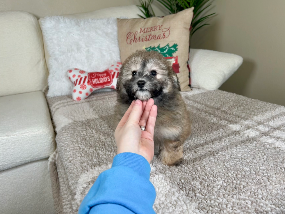 Havapoo Pup Being Cute