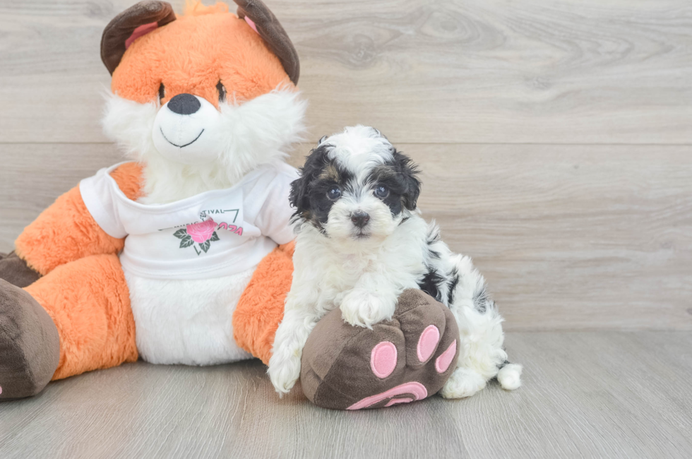 5 week old Havapoo Puppy For Sale - Lone Star Pups