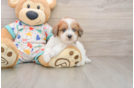 Best Havapoo Baby