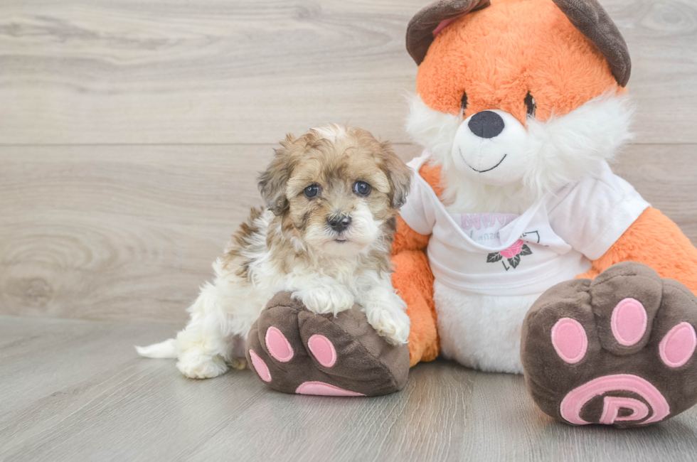 5 week old Havapoo Puppy For Sale - Lone Star Pups
