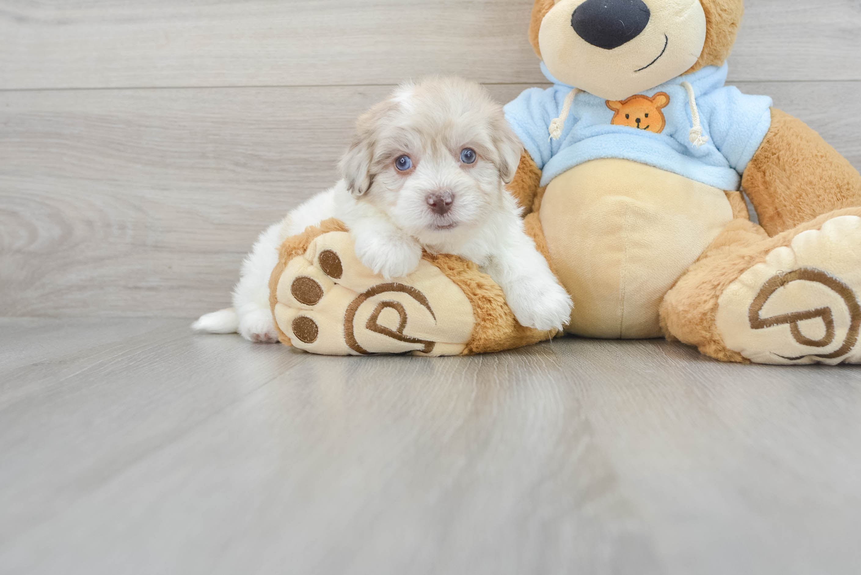 Funny Havapoo Poodle Mix Pup