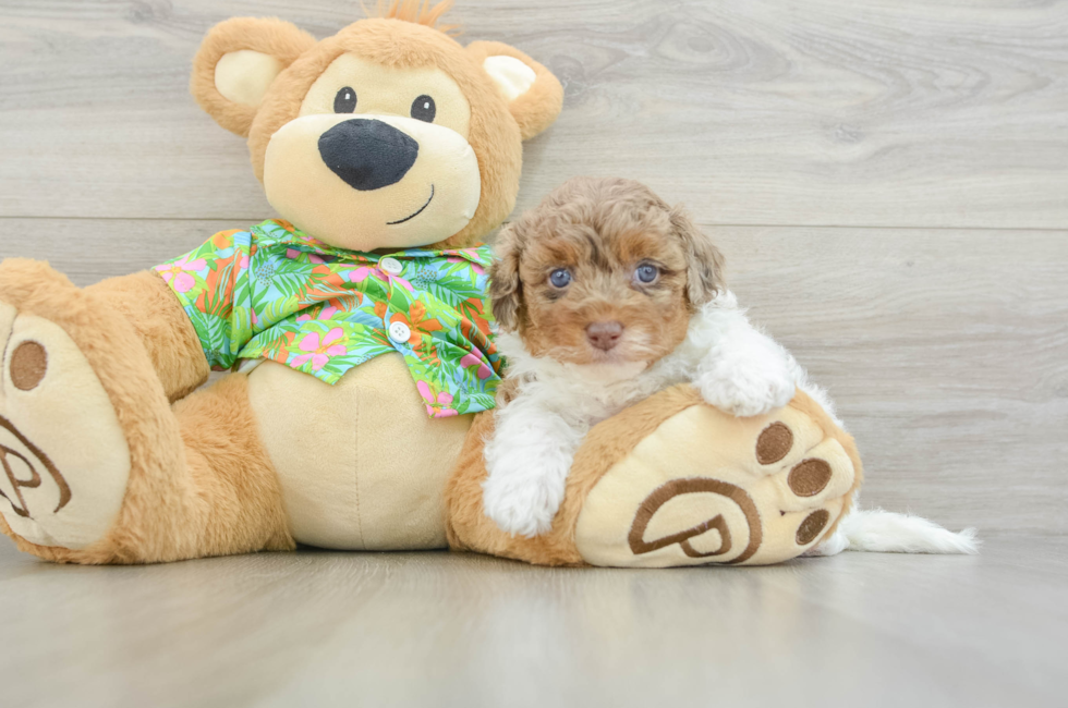 5 week old Havapoo Puppy For Sale - Lone Star Pups