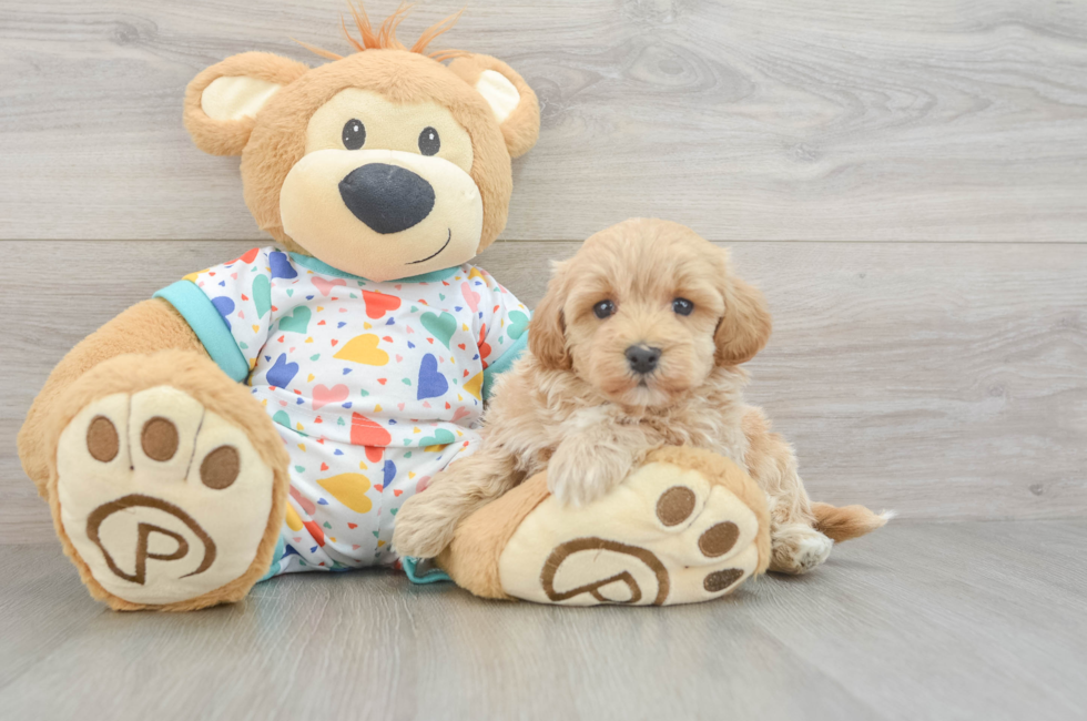 5 week old Havapoo Puppy For Sale - Lone Star Pups