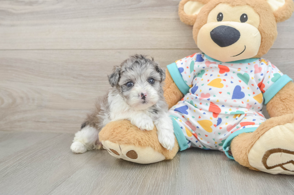 5 week old Havapoo Puppy For Sale - Lone Star Pups