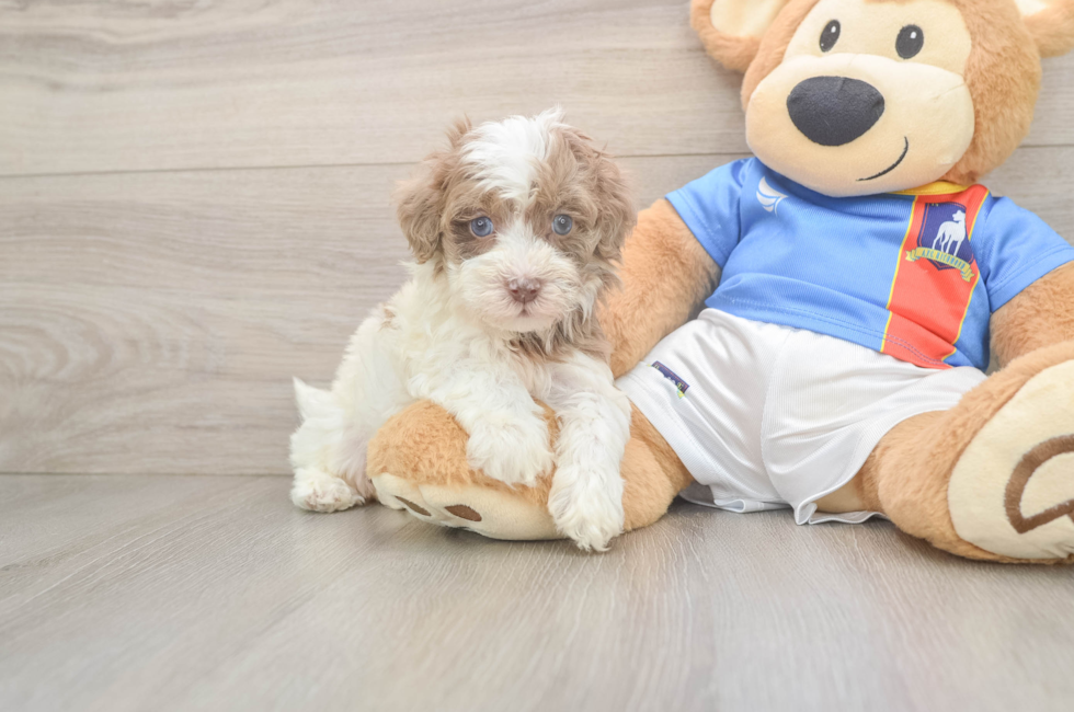 5 week old Havapoo Puppy For Sale - Lone Star Pups
