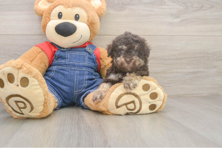 Havapoo Pup Being Cute