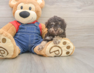 7 week old Havapoo Puppy For Sale - Lone Star Pups