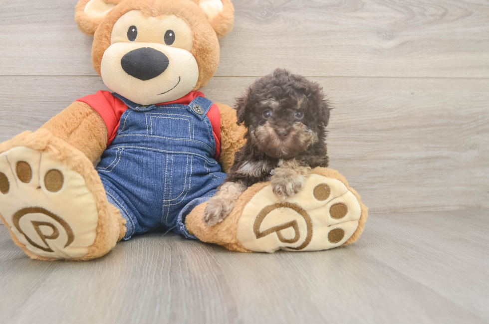 5 week old Havapoo Puppy For Sale - Lone Star Pups