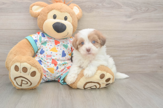Petite Havapoo Poodle Mix Pup