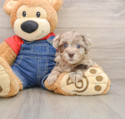 8 week old Havapoo Puppy For Sale - Lone Star Pups