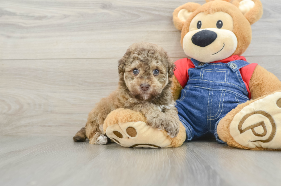 5 week old Havapoo Puppy For Sale - Lone Star Pups