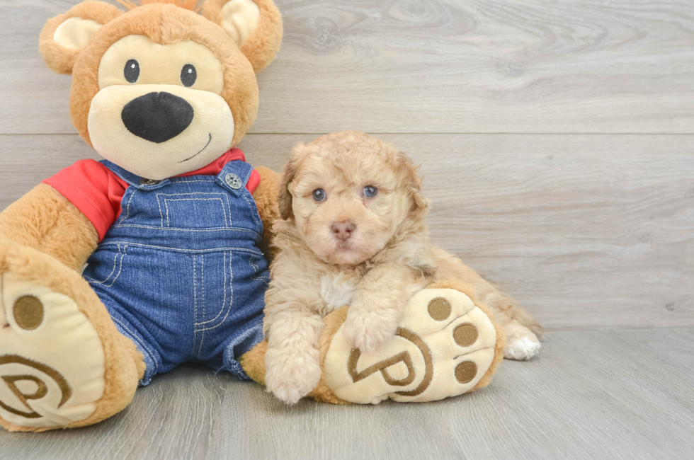 6 week old Havapoo Puppy For Sale - Lone Star Pups