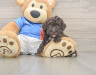 6 week old Havapoo Puppy For Sale - Lone Star Pups