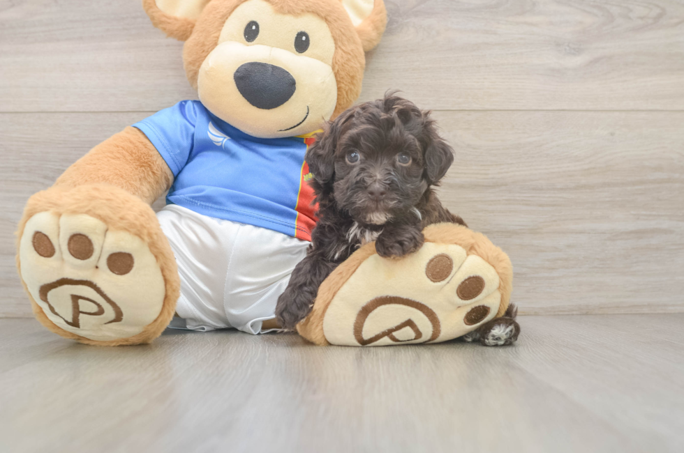 5 week old Havapoo Puppy For Sale - Lone Star Pups