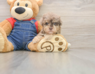 7 week old Havapoo Puppy For Sale - Lone Star Pups