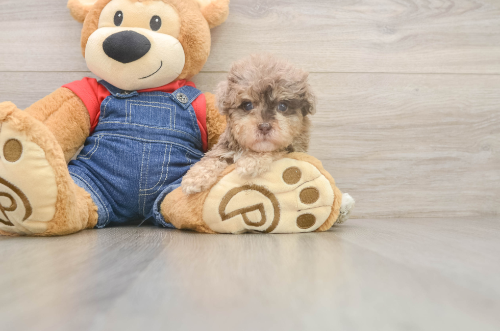5 week old Havapoo Puppy For Sale - Lone Star Pups