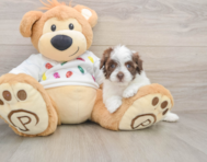 7 week old Havapoo Puppy For Sale - Lone Star Pups