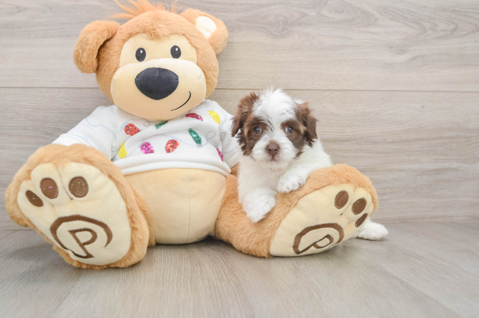 6 week old Havapoo Puppy For Sale - Lone Star Pups
