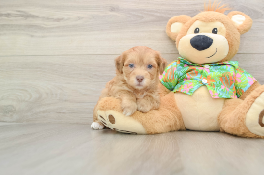 Havapoo Pup Being Cute