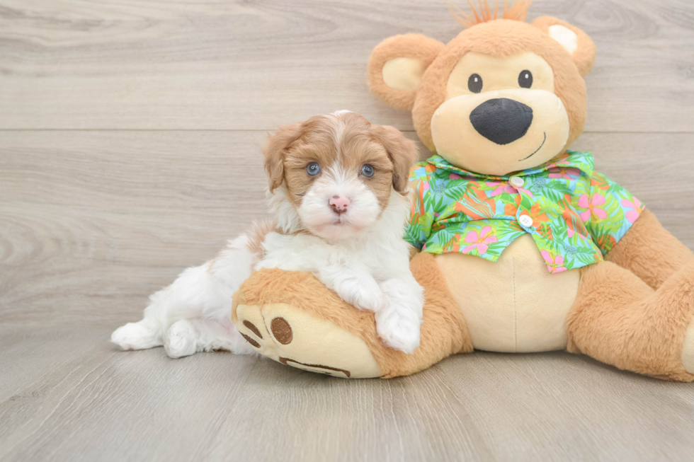 Havapoo Puppy for Adoption