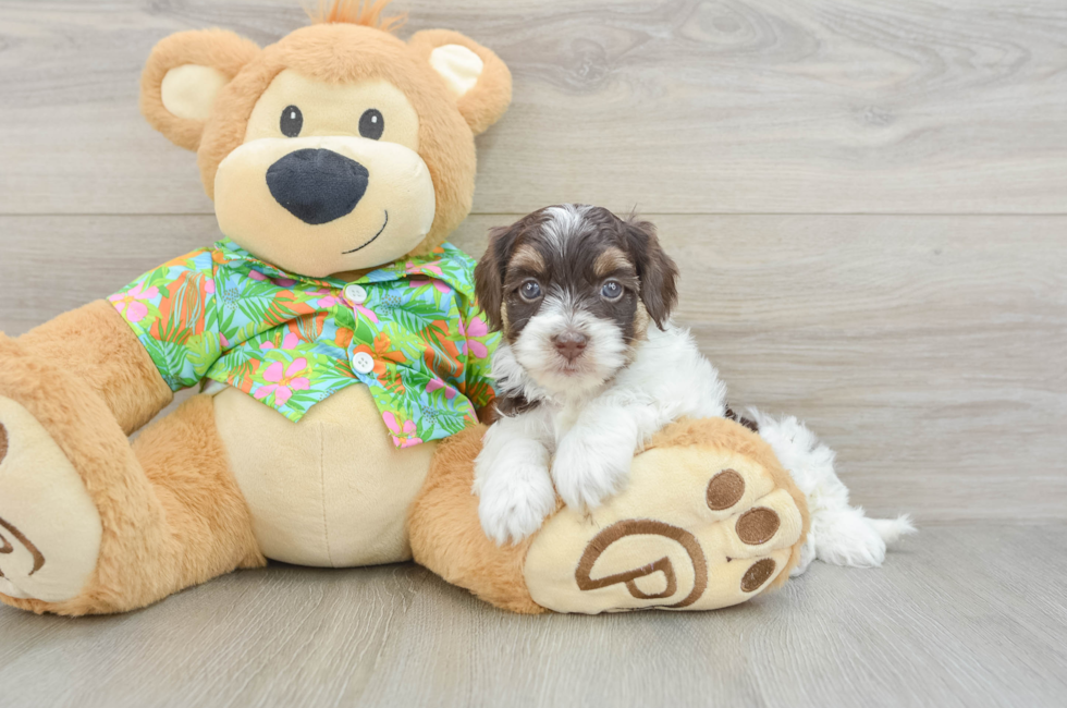5 week old Havapoo Puppy For Sale - Lone Star Pups
