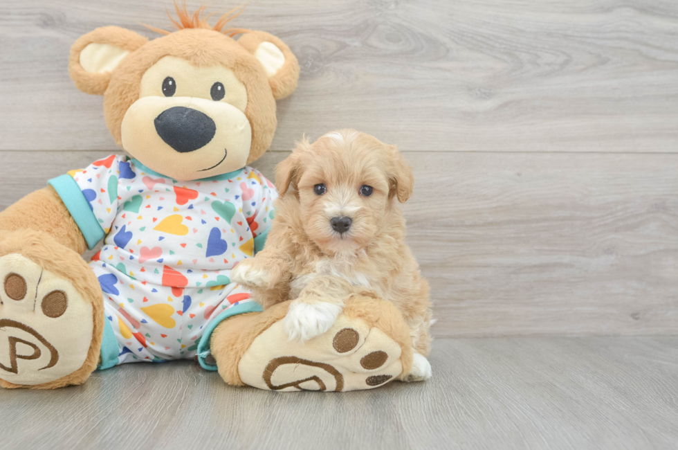 5 week old Havapoo Puppy For Sale - Lone Star Pups