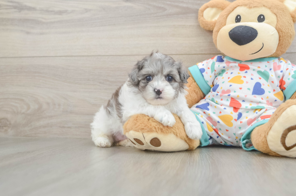 5 week old Havapoo Puppy For Sale - Lone Star Pups