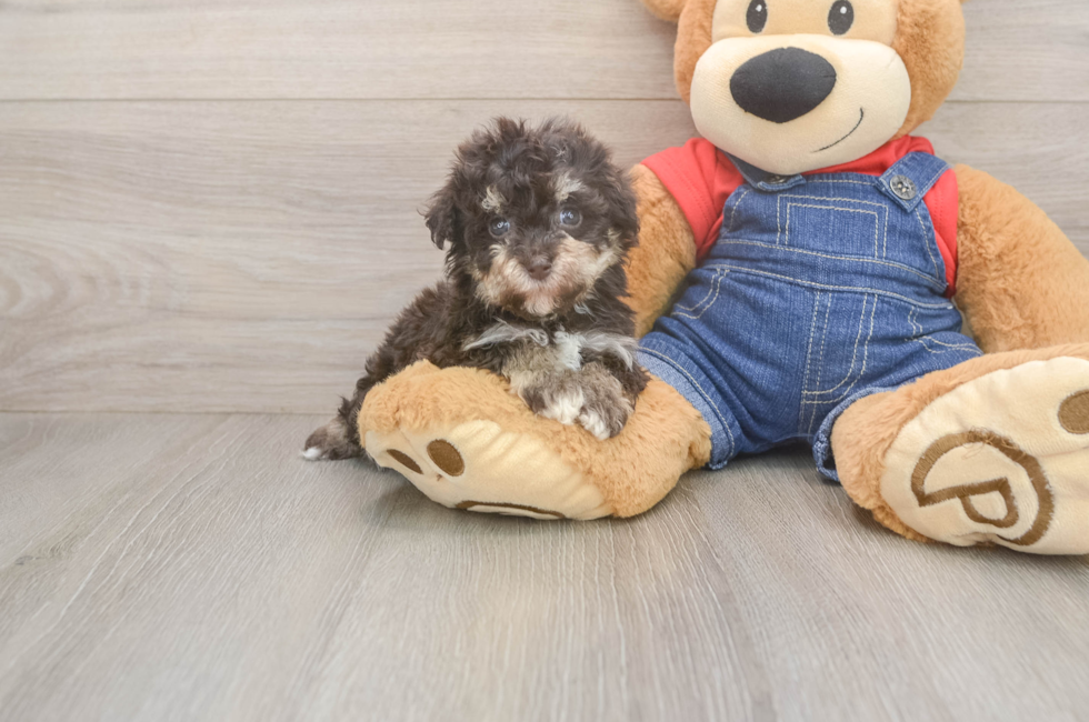5 week old Havapoo Puppy For Sale - Lone Star Pups