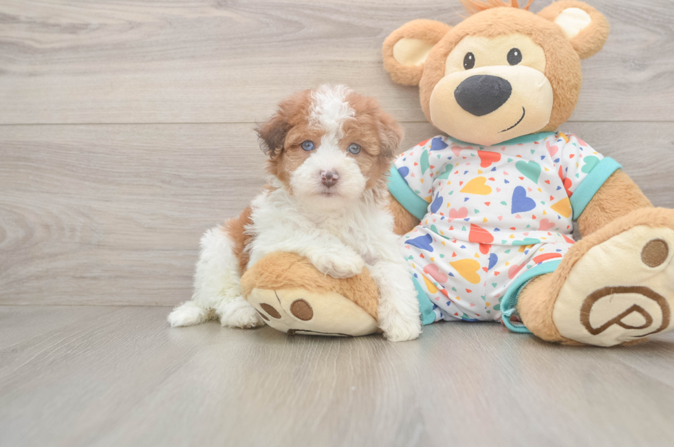 5 week old Havapoo Puppy For Sale - Lone Star Pups