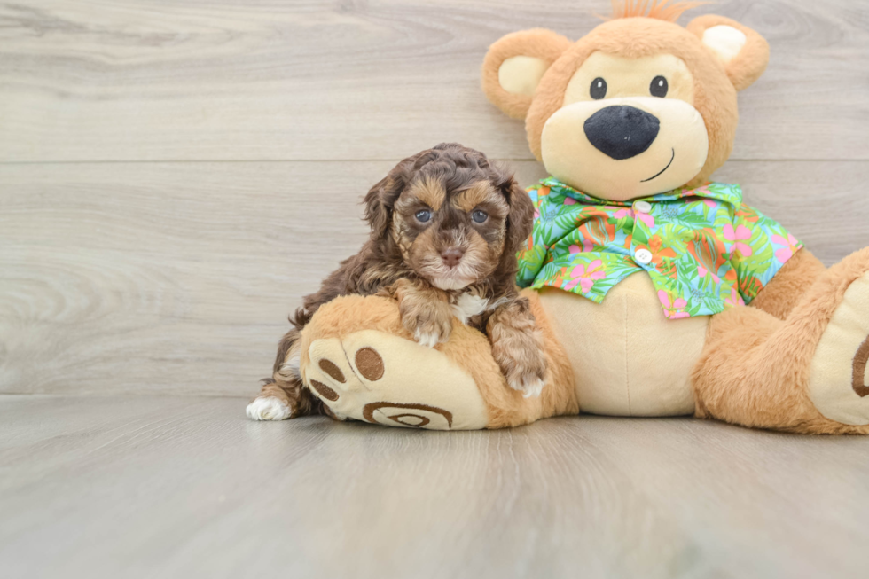 Havapoo Puppy for Adoption