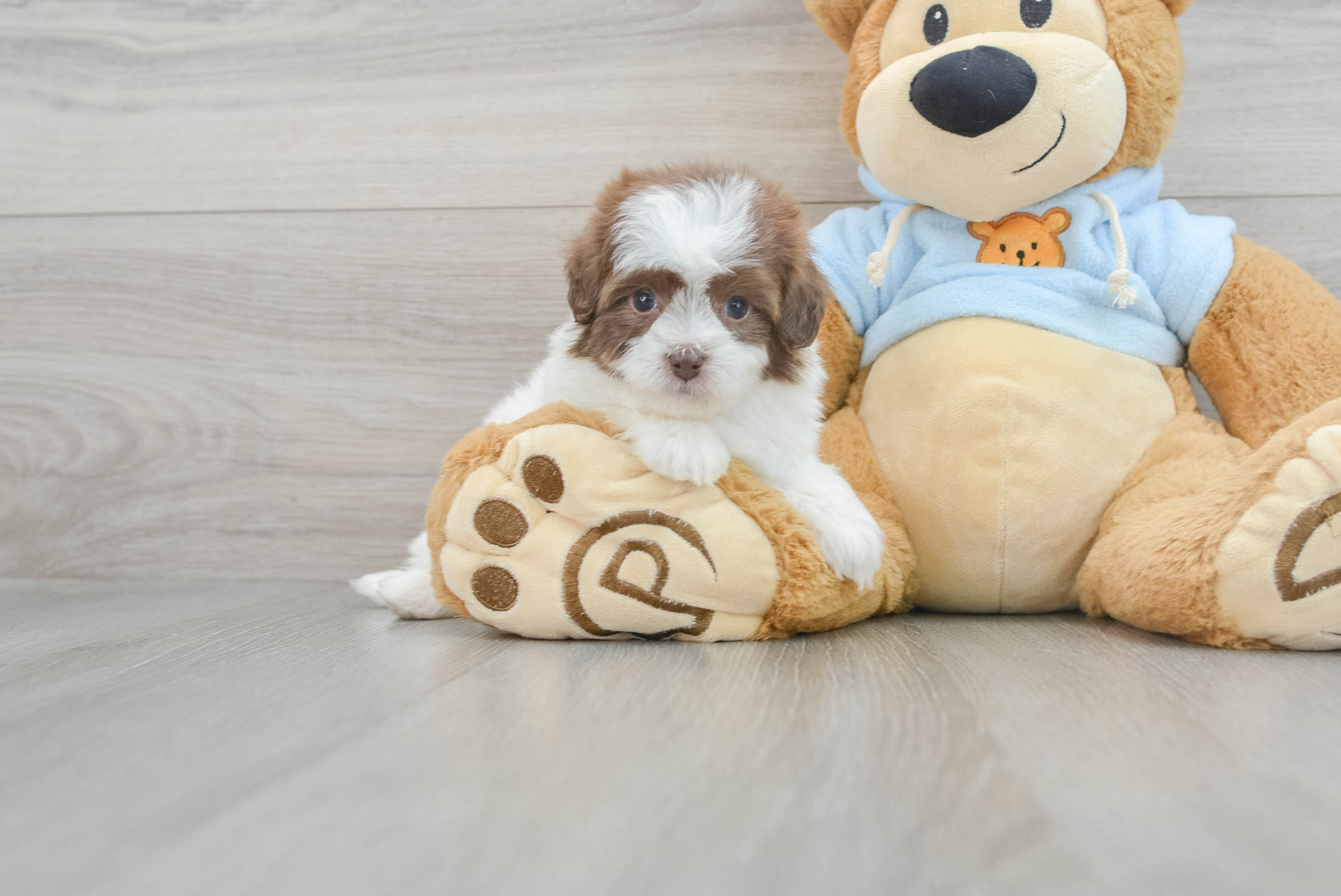 Petite Havapoo Poodle Mix Pup