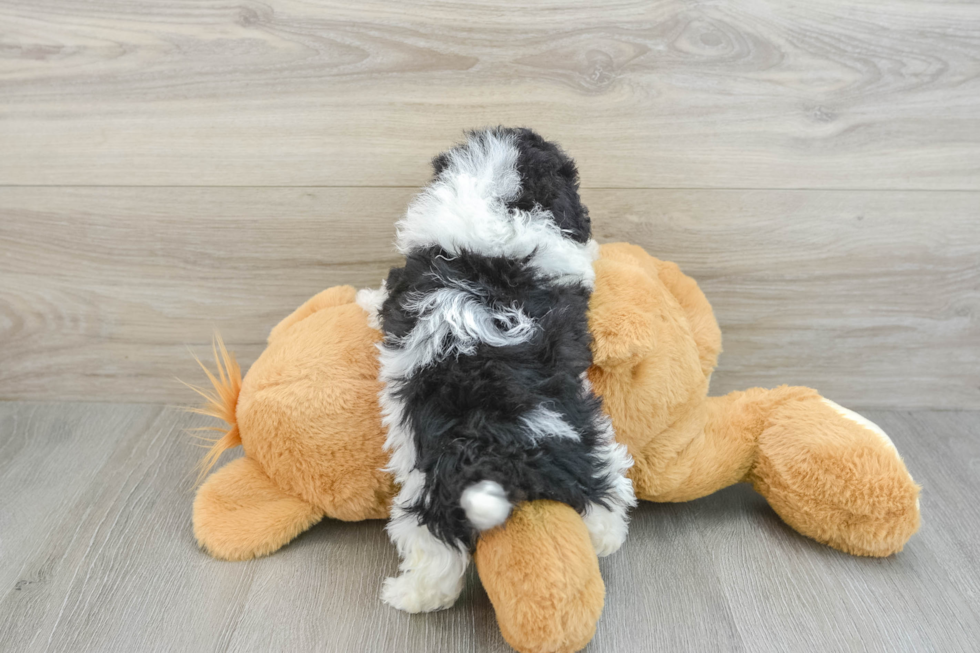 Little Havadoodle Poodle Mix Puppy