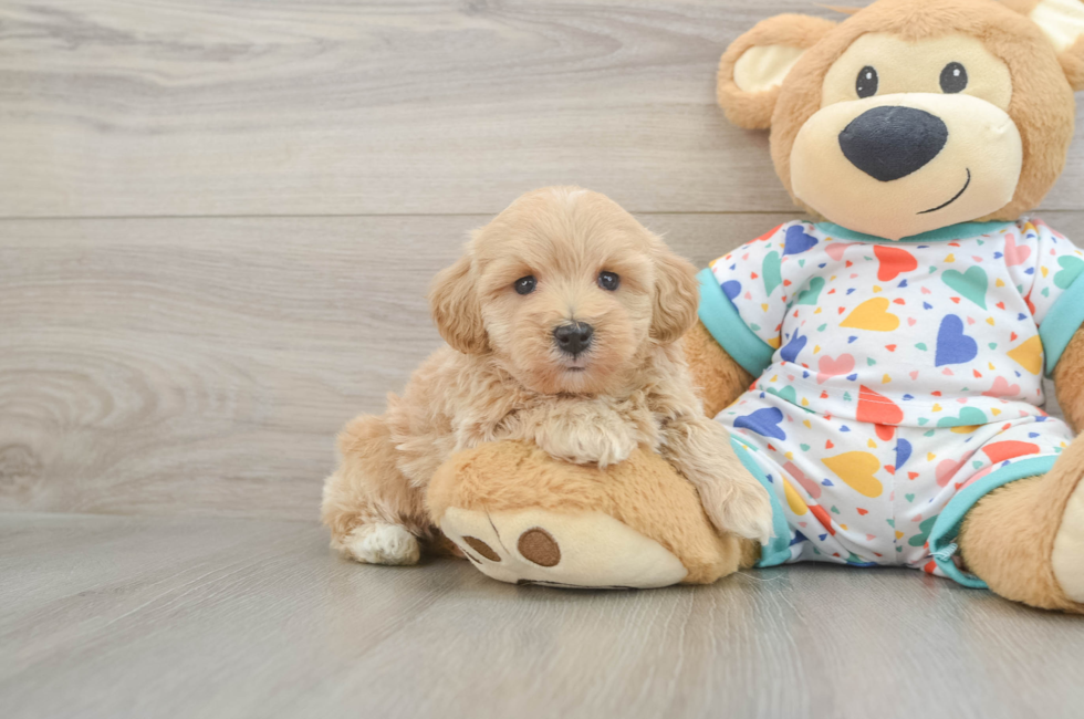 5 week old Havapoo Puppy For Sale - Lone Star Pups