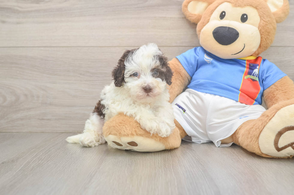 5 week old Havapoo Puppy For Sale - Lone Star Pups