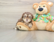 6 week old Havapoo Puppy For Sale - Lone Star Pups